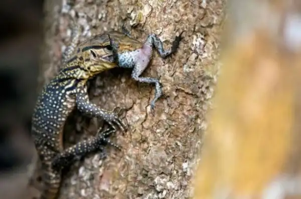 Хищники и жертвы