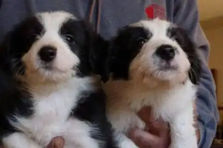 Богатейшие животные мира (10 фото)