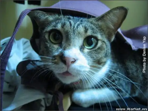 Коты в лифчике