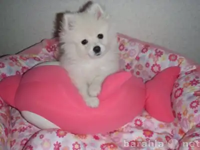 Красивые щенки