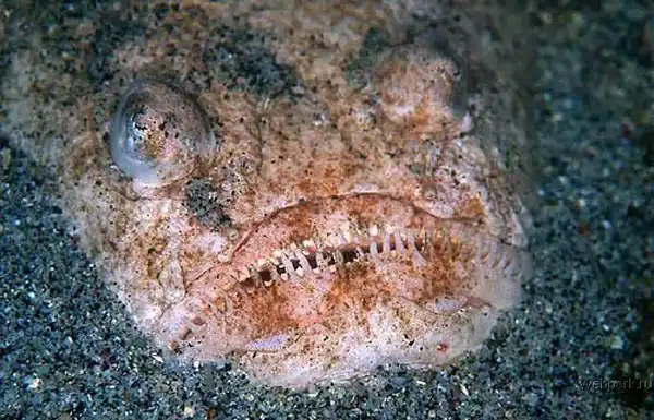 Ужасные морские твари