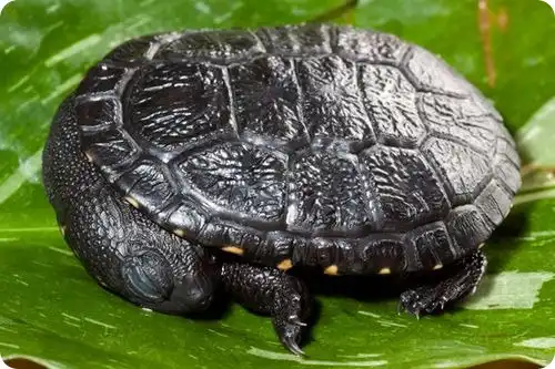 Змеиношеие черепашки из Денвера