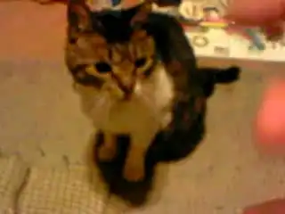 Убица котов)