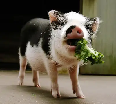 Мини-пиги! Очередная дань моде...