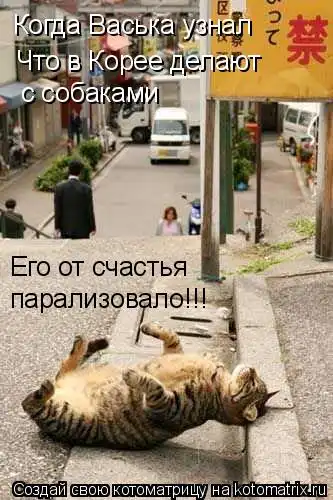 Котоматрицы
