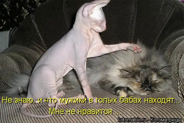 Котоматрицы