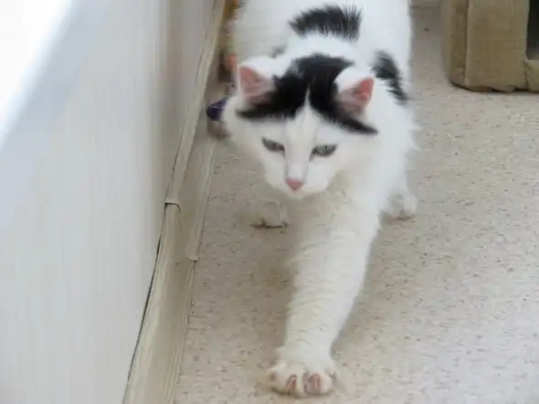 Красавец Манул в поисках дома!