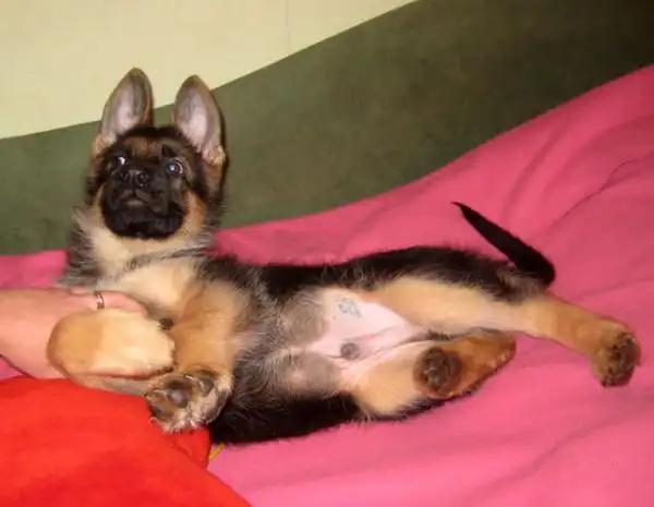 Немецкие овчарки