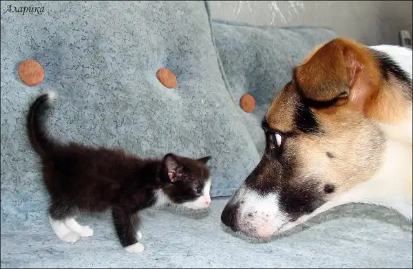 Котенок малютка ищет дом!