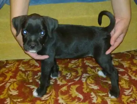 Метисочка в добрые руки!