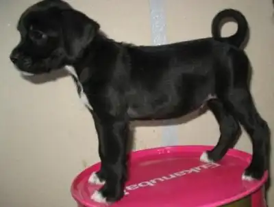 Метисочка в добрые руки!