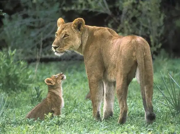 10 фактов о жестокости матерей в мире животных