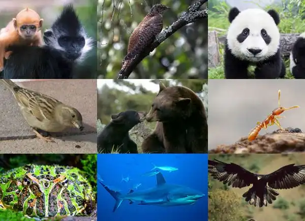 10 фактов о жестокости матерей в мире животных