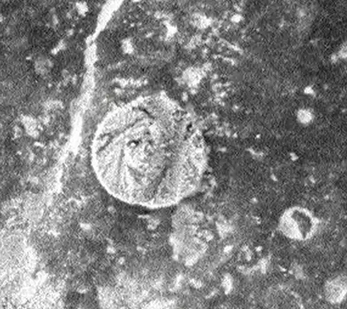 Монета на Марсе