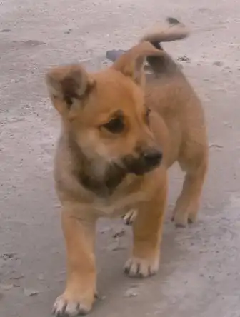 Ну, очень красивые щенки 2 месяца в добрые руки!!!