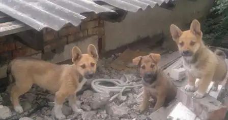 Ну, очень красивые щенки 2 месяца в добрые руки!!!