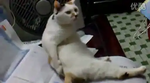 Котай почесай