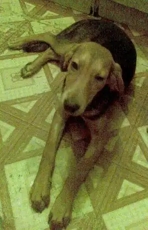 Помогите найти собаку!!!