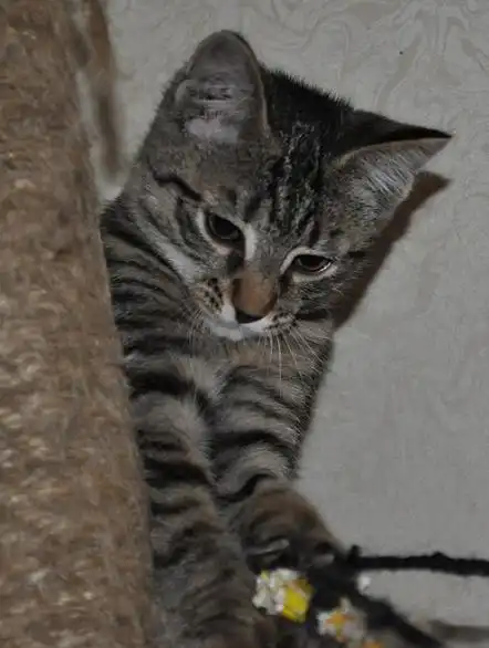 Полосатенькая пиратка ищет дом!