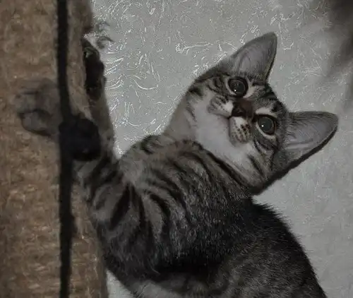 Полосатенькая пиратка ищет дом!