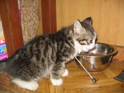 Милый котёнок