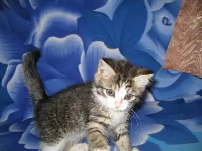 Милый котёнок