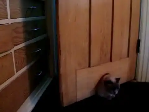 Котэ застрял в двери