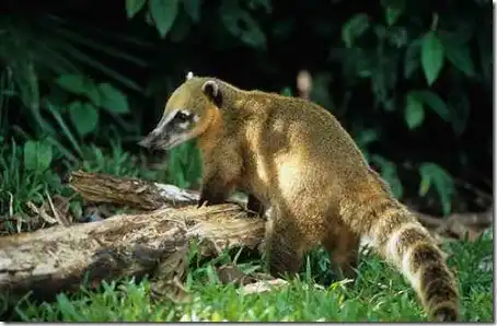 Изобретательные животные