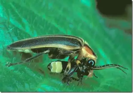 Изобретательные животные