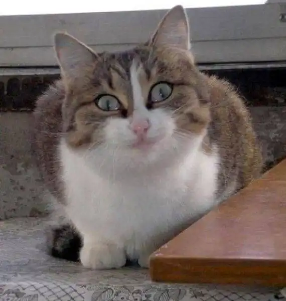 Прикольная живность