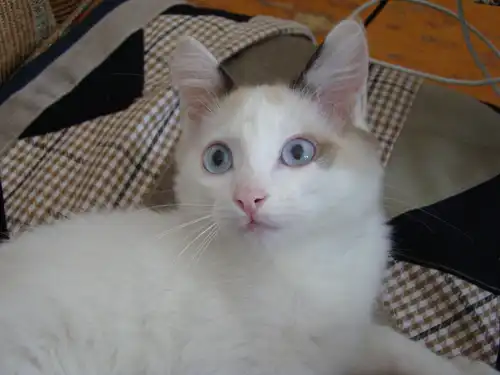 Отдам котенка