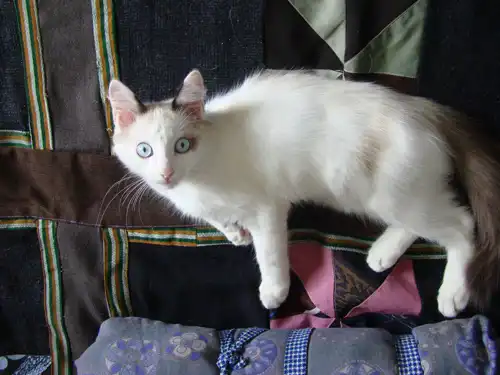 Отдам котенка