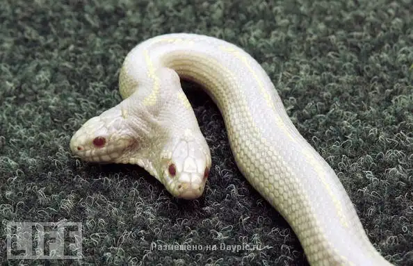 Двухголовые животные