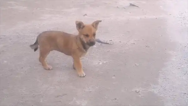 Маленький щеночек в квартиру