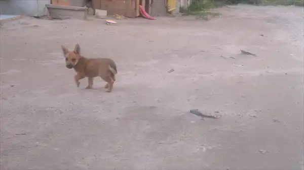 Маленький щеночек в квартиру