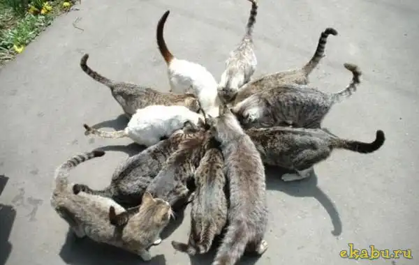 Позитивные животные