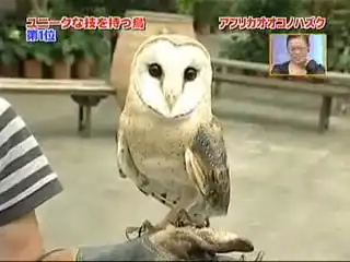 Сова с.ка хитрая