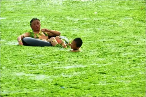 Водоросли атакуют пляж в Циндао