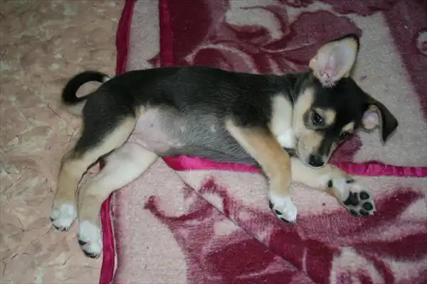 Щеночки ищут добрых хозяев