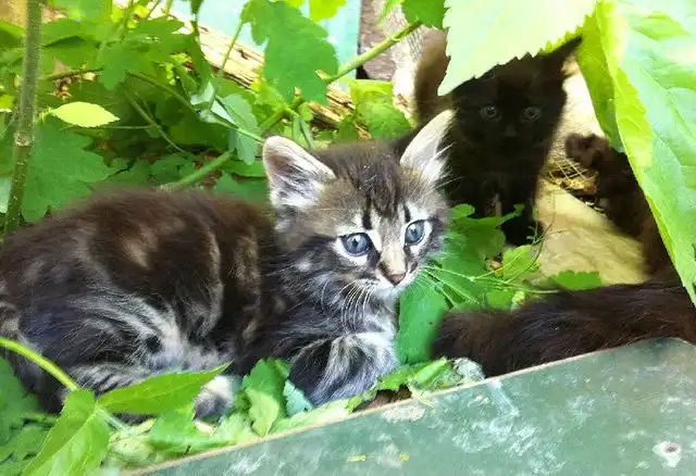 Кисонька которая не писает где попало:D