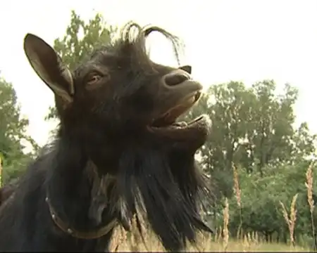 Если девушка назвала тебя козлом...