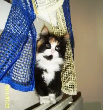 Две девчонки в заботливые руки!