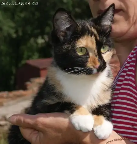 Почти "небесная" кошка.