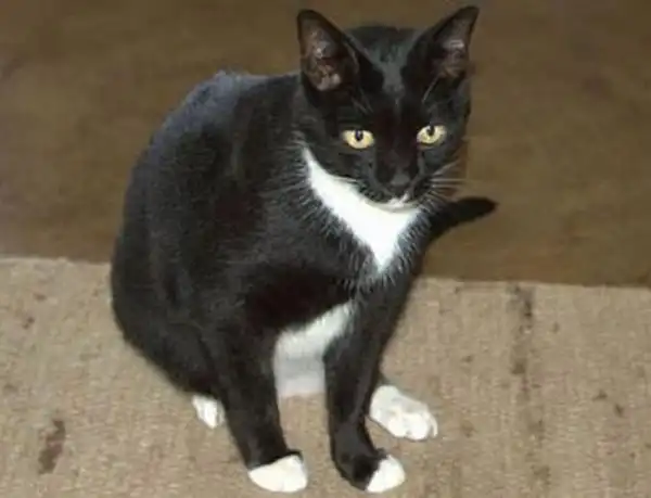 Дизайнеры, ну как с ними общаться."Пропала кошка."