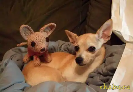 Звери и игрушки