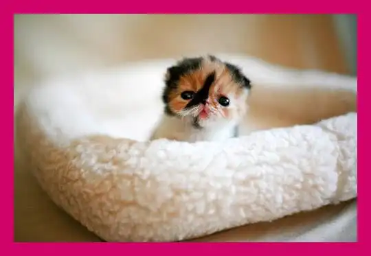 Memebon - самый кавайный котёнок из Японии