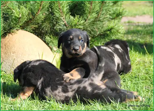 Босерон или французская овчарка.