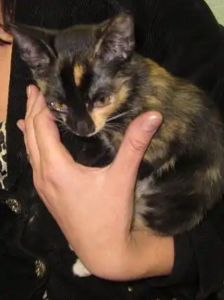 Трёхцветный котёнок - девочка