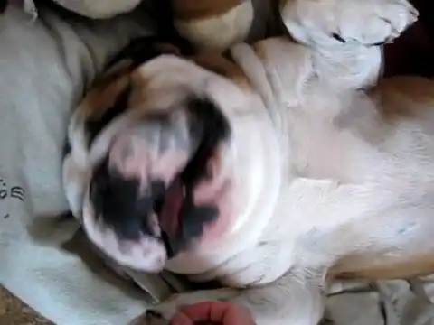 Свинья, пошли гулять!)