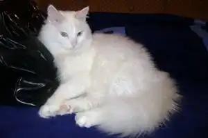 Красавец Морис ищет семью